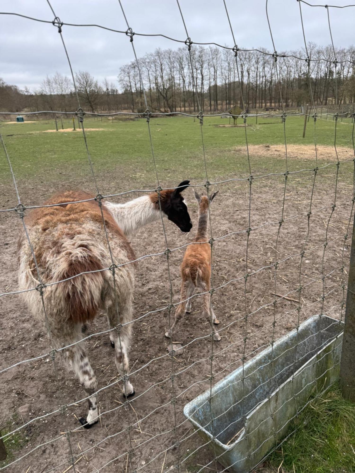 Farm Bauernhof Billund
